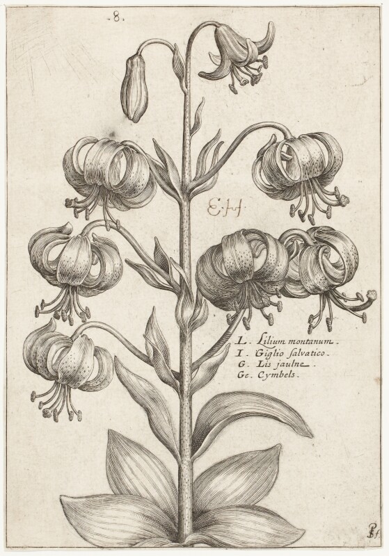 Lilium montanum (The Mountain Lily), plate 8 from the Summer series of ...