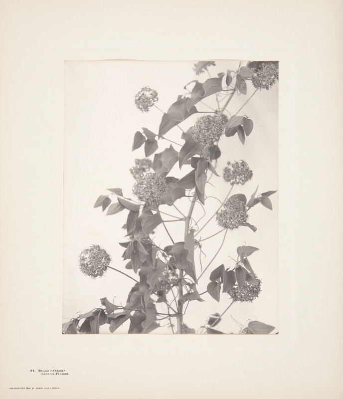 Smilax Herbacea, Carrion-Flower, plate 114 from Wildflowers of New ...